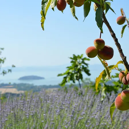 Dell'oliveto, Private Pool And Views